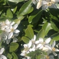 Welke groenblijvende struik heeft witte bloemen?