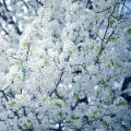 Wat is witte geurige bloemstruik?