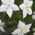 Hoe heten die kleine witte bloemen?