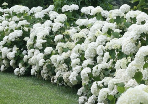Welke struiken hebben grote witte bloemen?